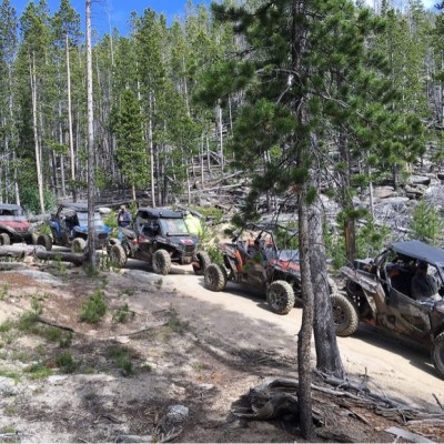 a car is lined up in a tree