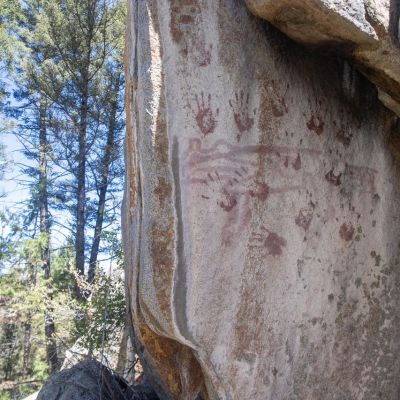 a close up of a tree